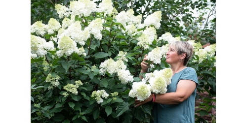 Беседы с дендрологом. Поговорим о гортензиях.